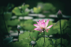 پوستر دیواری سه بعدی کد 983